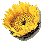 girasol.gif (1667 bytes)